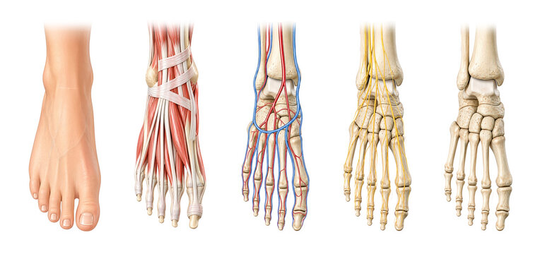 Human foot anatomy layers with muscular vascular and skeletal systems