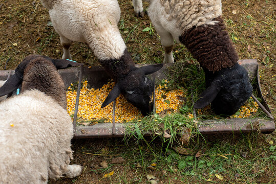 High Angle Close-up of Dorper Sheep Eating Corn Grain Feed From a Trough
