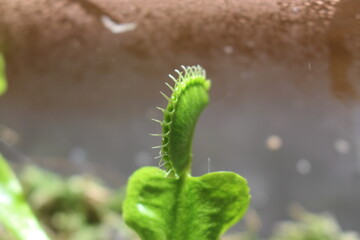 Close up of a Venus flytrap © Leilani