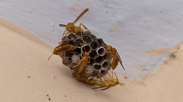 Group of yellow wasps on small nest under roof