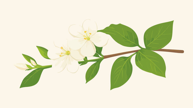 Delicate white blossoms on a slim brown stem with bright green leaves with pale
