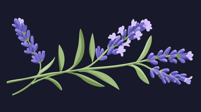 Digital illustration of lavender with blooms on tall stems, featuring green lanceolate leaves against a clean white background