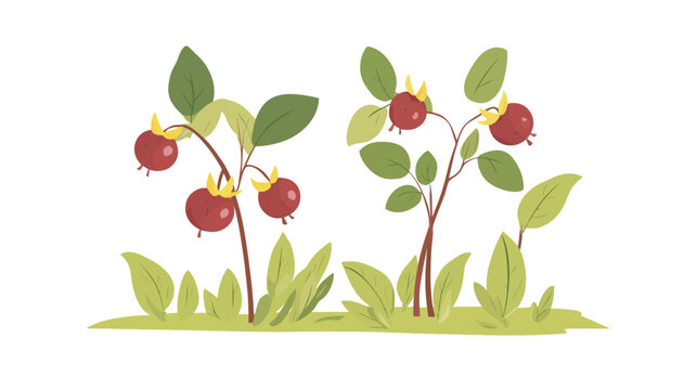 Illustration of two pomegranate plants with red fruit and yellow petals on green leaves