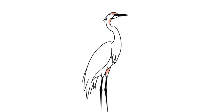 Elegant tall white heron or crane standing gracefully on its long black legs against a plain white background.