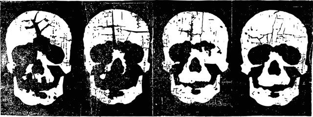 Obraz premium four ancient human skulls displayed from different angles, archaeological anthropology study