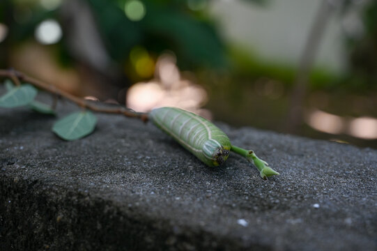 green caterpillar crawling on a stone outdoors, macro shot of a large hornworm larva in the garden, close up of a fat hawk moth caterpillar in natural environment, sphingidae