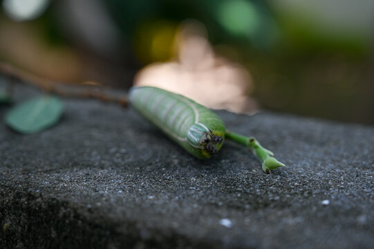 green caterpillar crawling on a stone outdoors, macro shot of a large hornworm larva in the garden, close up of a fat hawk moth caterpillar in natural environment, sphingidae