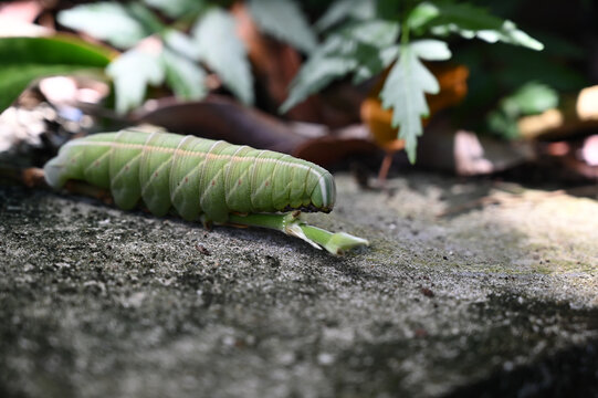 green caterpillar crawling on a stone outdoors, macro shot of a large hornworm larva in the garden, close up of a fat hawk moth caterpillar in natural environment, sphingidae