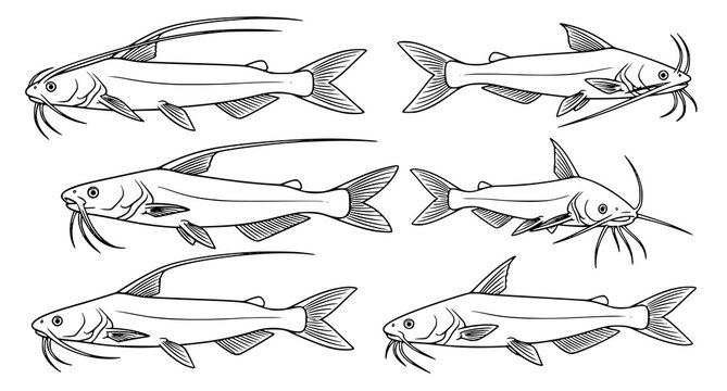 Pabda Fish Vector Collection Freshwater Catfish Outline Illustration Isolated on White Background