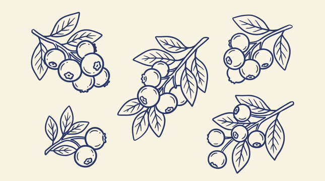 Minimalist hand drawn line art sketch of organic blueberry and bilberry forest fruit with delicate leaf vector illustration on white background for health and culinary food concept design