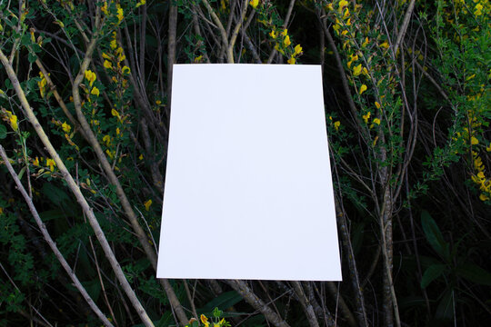Mockup of a white A4 sheet of paper on the branches of a bush with yellow Chamaecytisus Cytisus flowers in spring. Soft, diffuse focus. Poster, blank with space for text, design and presentation