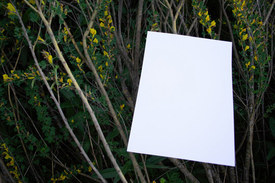 Mockup of a white A4 sheet of paper on the branches of a bush with yellow Chamaecytisus Cytisus flowers in spring. Soft, diffuse focus. Poster, blank with space for text, design and presentation