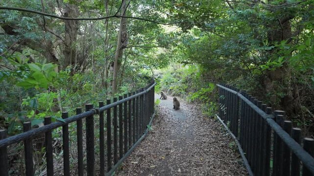 POV: Wild monkeys attack walker on Japanese forest path