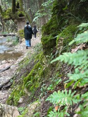 Obraz premium People walk along a stream in a forest during the day, surrounded by moss and greenery on a sunny afternoon