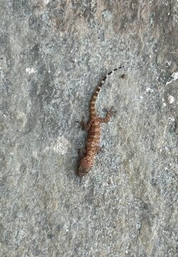 Lizard resting on a rocky surface in the afternoon sunlight near a coastal area