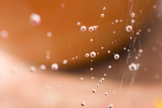 Gotas de agua adheridas a tela de ara&ntilde;a 