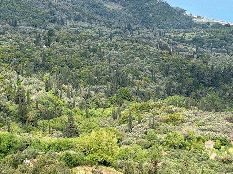 View of a green valley with trees and coastline in the background on a sunny day in a rural area