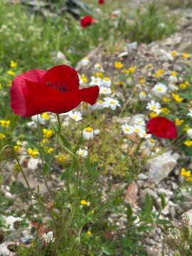 Bright red poppies bloom among white daisies in a field during springtime near a rocky area in nature