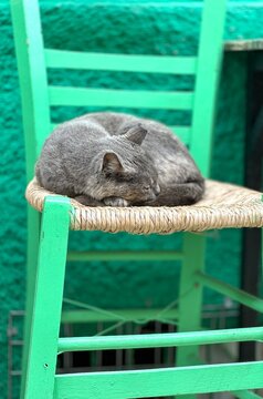 Greek cat on green chair