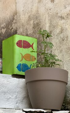 Colorful fish box and plant in a garden setting with a textured wall behind