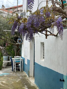 Wisteria blooms hang above a blue wall and a wooden table in a quiet alley in a small Mediterranean village during springtime
