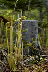 Fototapeta premium Vertical Fiddleheads by Forest Stump