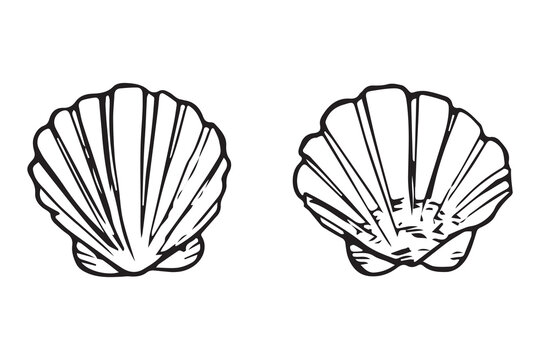 Scallop shell pair set doodle, black ink sketch. Two fan shells collection outline, beach seafood symbol, hand drawn vintage vector clipart isolated white.