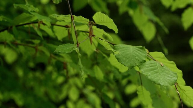 Close up of a hand shaking a green beech tree branch to shake off water droplets during rain in the forest
