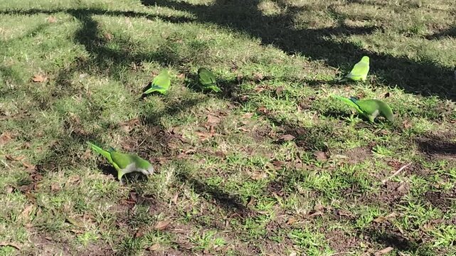 Video in fixed camera, high angle, long shot: A group of green parrots search for food in the grass on a sunny winter day in the city of Montevideo, Uruguay