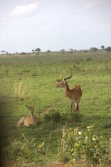 Fototapeta premium Uganda kob (Kobus kob thomasi) grazing on savanna, Murchison Falls National Park, Uganda, April 2026.