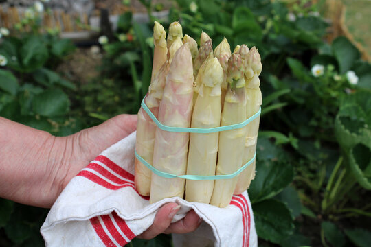 Botte d'asperge blanche