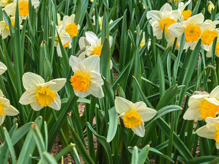 Obraz premium White and Orange Narcissus Flowers Blooming in Spring Garden