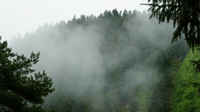 Scenic shot of a misty evergreen forest with rising fog naturally framed by conifer branches during a rainy day