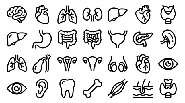 Collection of human internal organ line icons including brain heart lungs stomach and kidneys on white background, symbolizing medical education and illustrating clinical healthcare research