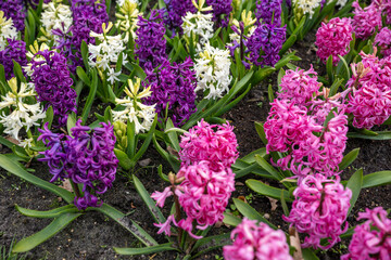 Obraz premium Keukenhof is a large park with immense tulip gardens, located between the towns of Lisse and Hillegom. The flowers of Holland (the Netherlands) are tulips, daffodils, and hyacinths.