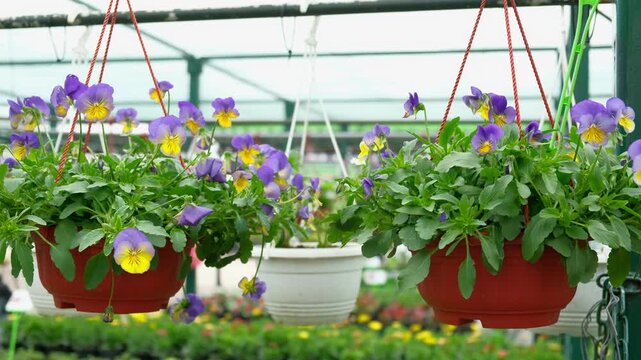 Hanging basket Viola Tricolor blooms purple yellow, lush foliage, terracotta pot, morning sun. Colorful vibrant flower arrangement. Beautiful blooming pansies, Johnny Jump Up. Garden bokeh background