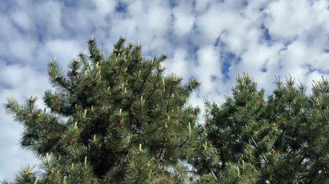 Pine trees Pinus sylvestris in conifer forest.