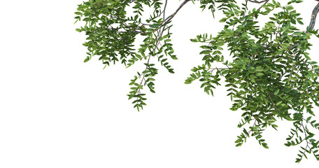 Tropical tree leaves and branch foreground © Design Zone