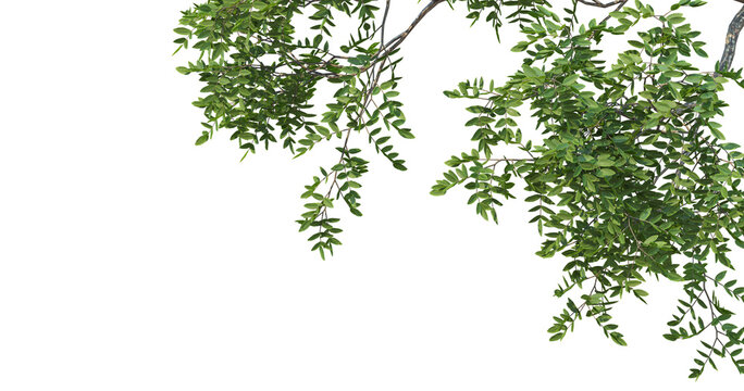 Tropical tree leaves and branch foreground