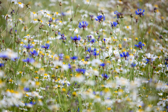 Close-up of bright blue cornflowers and white camomiles blooming in the field. wild flower meadow