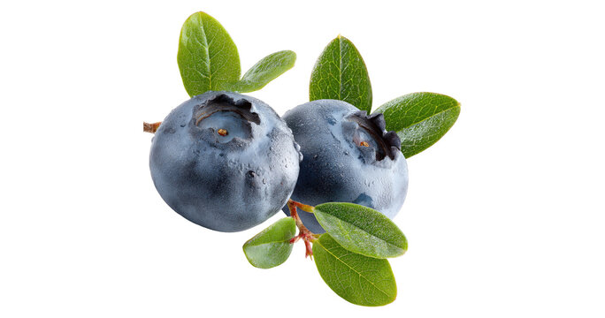 Blueberry berry isolated png