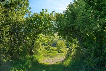 Lush green and yellow trees framing a sunny path in a vibrant forest during a bright summer day. © Igor