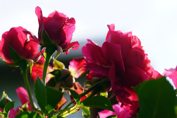 Fototapeta premium Rosen