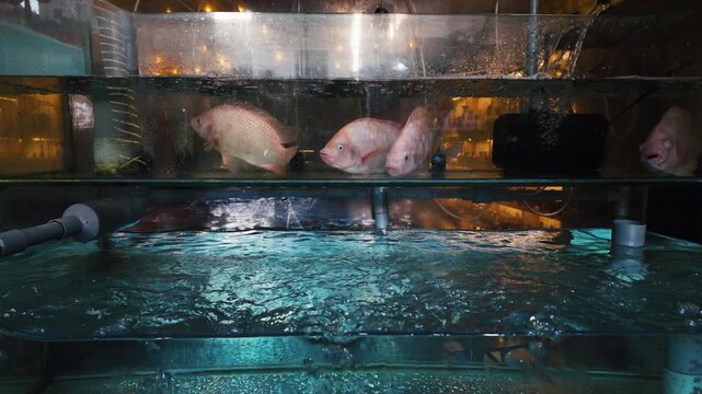 Fresh pink tilapia swimming in a glass aquarium tank with a water circulation system, waiting to be chosen by customers for a meal at a seafood restaurant or an asian market stall
