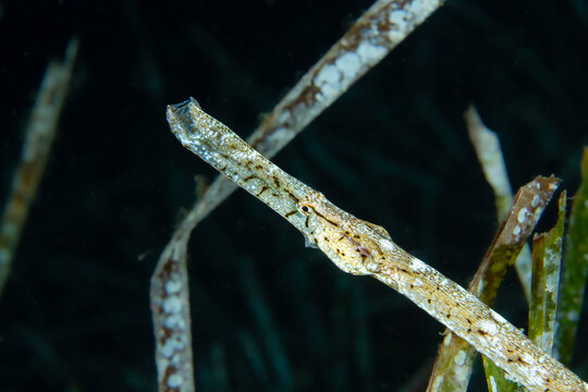 Camouflaged Pipefish &ndash; Syngnathus typhle Hidden in Mediterranean Seagrass