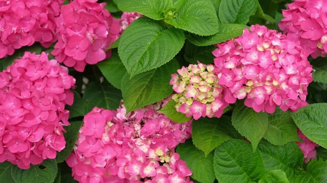 Hydrangea macrophylla blooming. Magenta, white and pink heads of bigleaf hydrangea flower petals. Beautiful Garden. Landscaping trend. Shrubbery blooms in backyard. Green landscaped design. Closeup