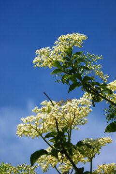 flowering elderberry