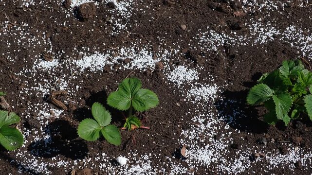 White fertilizer mineral granules scattered around young green strawberry seedlings. Rich topsoil, sunny outdoor. Soil infused fertilizers supports plant development. Garden area, fertilized plants	
