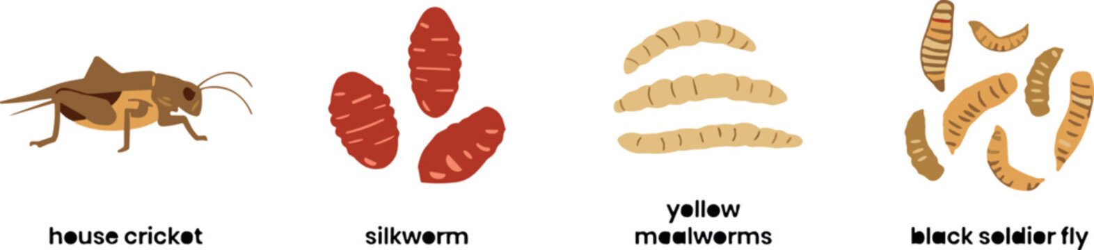 Edible Insects Icon Set with House Cricket, Silkworm, Yellow Mealworm, and Black Soldier Fly Larvae for Food Design