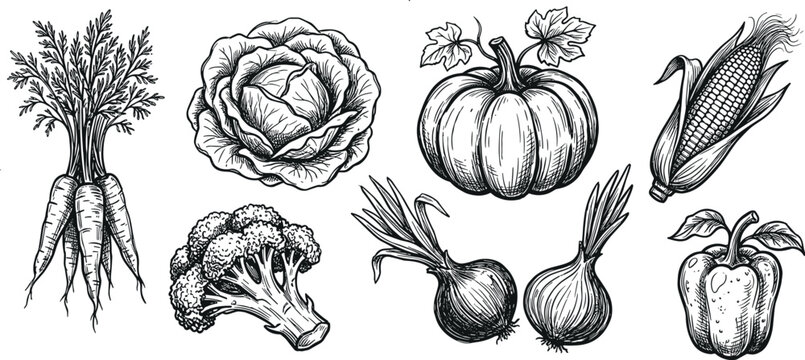 Vintage hand drawn vegetables sketch set featuring carrot cabbage pumpkin corn broccoli onion and bell pepper engraved style elements vector